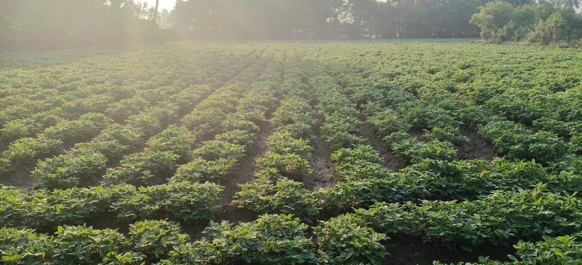 The Farm Crest, Ecr Kadallur Kuvattur Luaran gambar